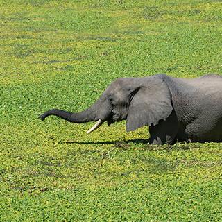South Luangwa - Elephant